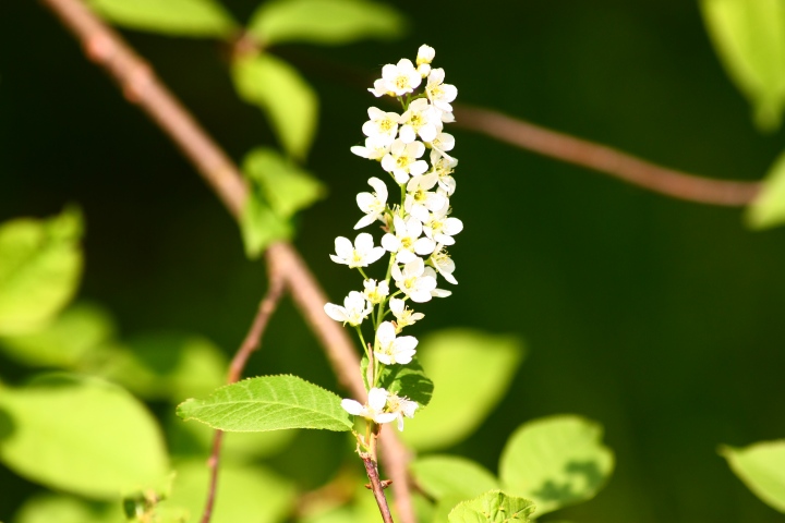 Prunus padus L.